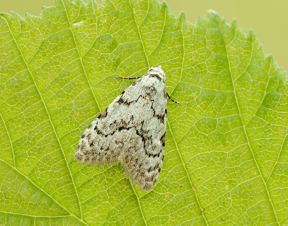 74.004 BF2078 Least Black Arches Nola confusalis