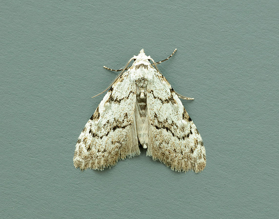74.004 BF2078 Least Black Arches Nola confusalis
