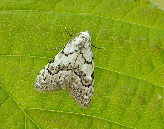 74.004 BF2078 Least Black Arches Nola confusalis