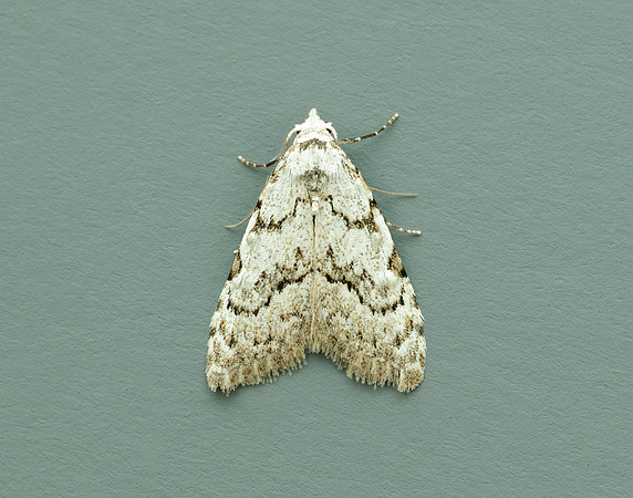 74.004 BF2078 Least Black Arches Nola confusalis