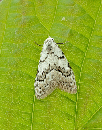 74.004 BF2078 Least Black Arches Nola confusalis