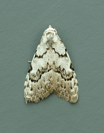 74.004 BF2078 Least Black Arches Nola confusalis