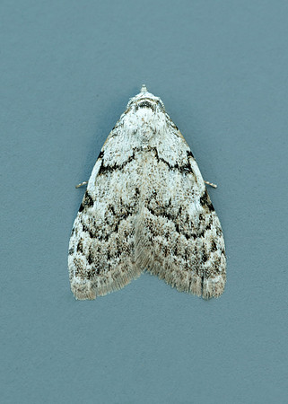 74.004 BF2078 Least Black Arches Nola confusalis