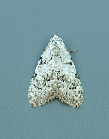 74.004 BF2078 Least Black Arches Nola confusalis