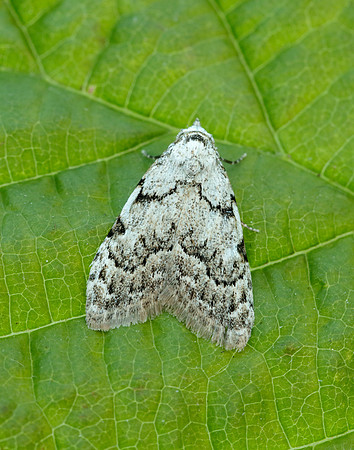 74.004 BF2078 Least Black Arches Nola confusalis