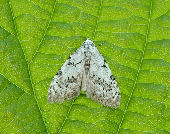 74.004 BF2078 Least Black Arches Nola confusalis