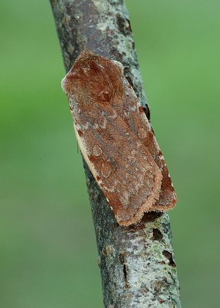 73.336 BF2139 Red Chestnut Cerastis rubricosa