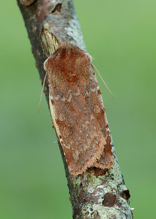 73.336 BF2139 Red Chestnut Cerastis rubricosa