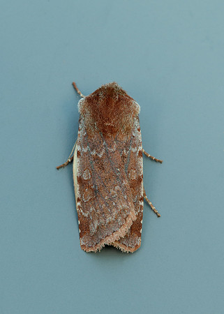 73.336 BF2139 Red Chestnut Cerastis rubricosa