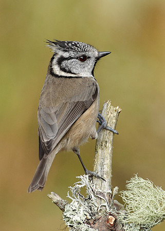 Crested Tit Lophophanes cristatus