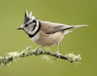Crested Tit Lophophanes cristatus