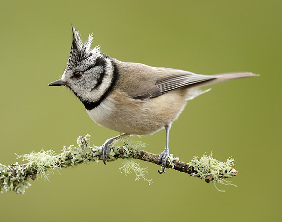 Crested Tit Lophophanes cristatus