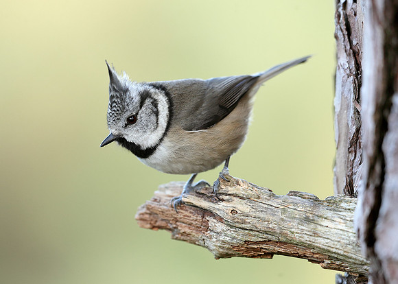 Crested Tit Lophophanes cristatus