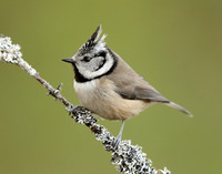 Crested Tit Lophophanes cristatus