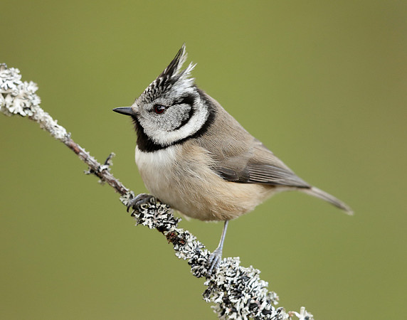 Crested Tit Lophophanes cristatus