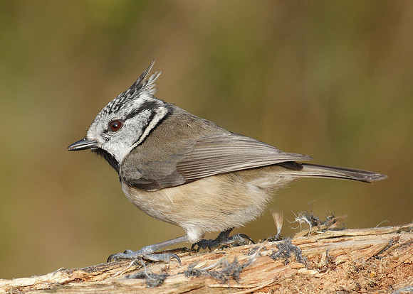 Crested Tit Lophophanes cristatus