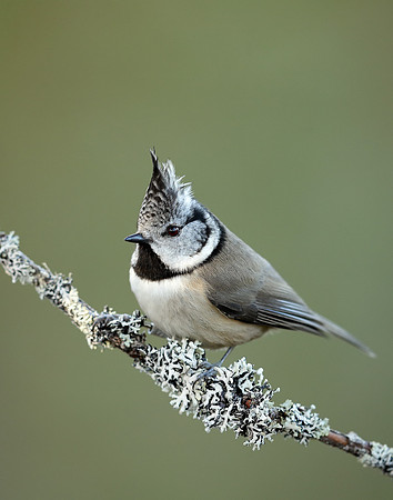 Crested Tit Lophophanes cristatus