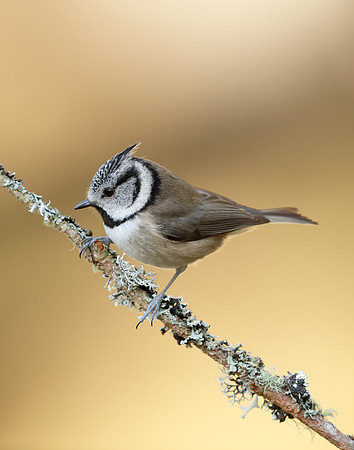 Crested Tit Lophophanes cristatus