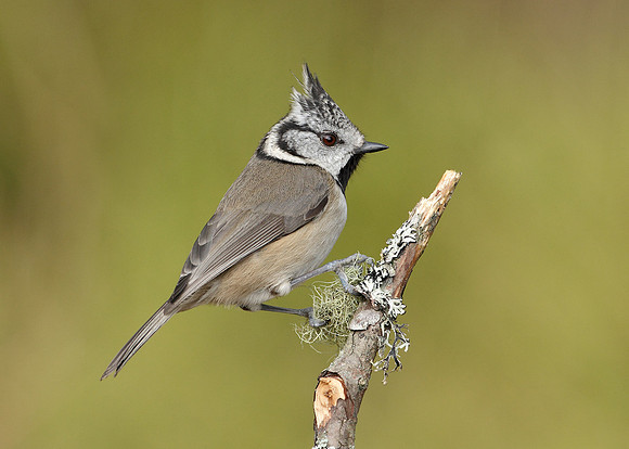 Crested Tit Lophophanes cristatus
