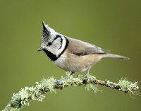 Crested Tit Lophophanes cristatus