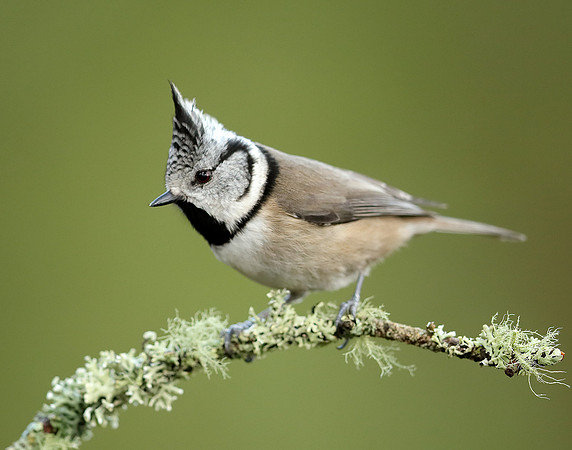 Crested Tit Lophophanes cristatus