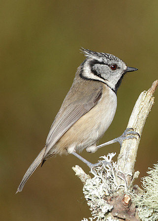 Crested Tit Lophophanes cristatus