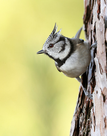 Crested Tit Lophophanes cristatus