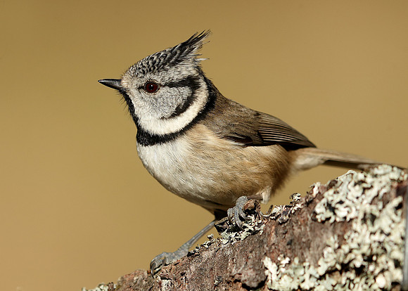 Crested Tit Lophophanes cristatus