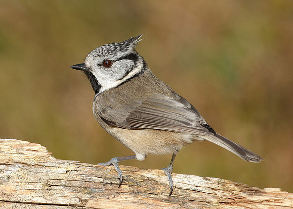 Crested Tit Lophophanes cristatus