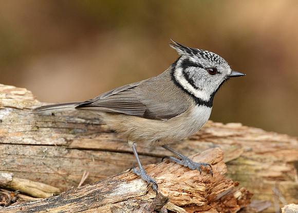 Crested Tit Lophophanes cristatus