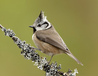 Crested Tit Lophophanes cristatus