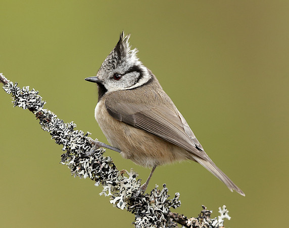 Crested Tit Lophophanes cristatus