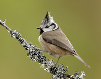 Crested Tit Lophophanes cristatus