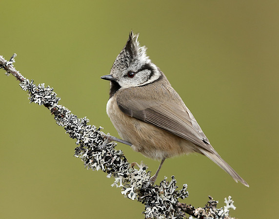 Crested Tit Lophophanes cristatus