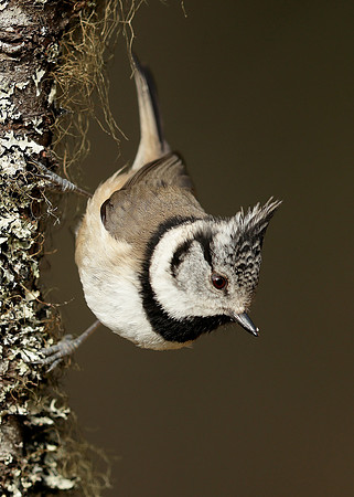 Crested Tit Lophophanes cristatus