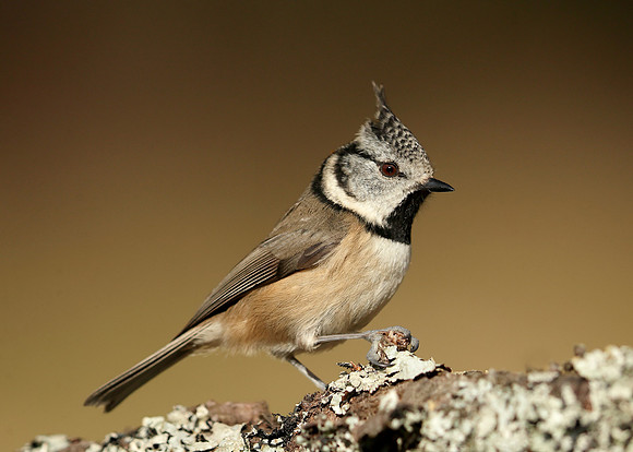 Crested Tit Lophophanes cristatus