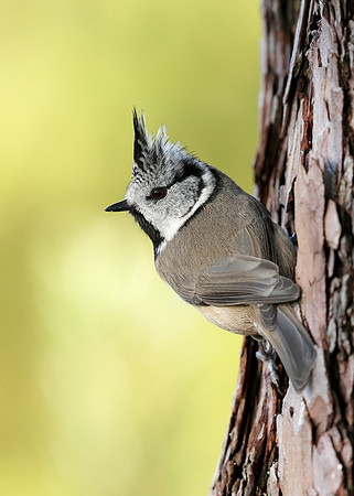 Crested Tit Lophophanes cristatus