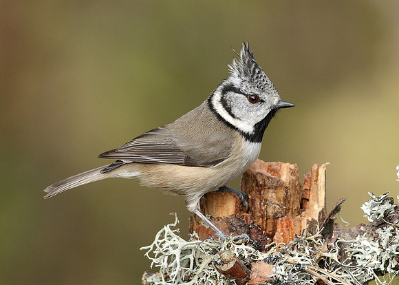 Crested Tit Lophophanes cristatus
