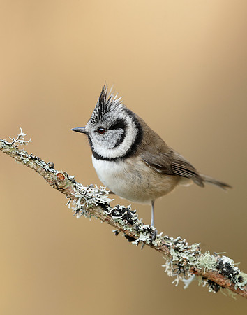 Crested Tit Lophophanes cristatus