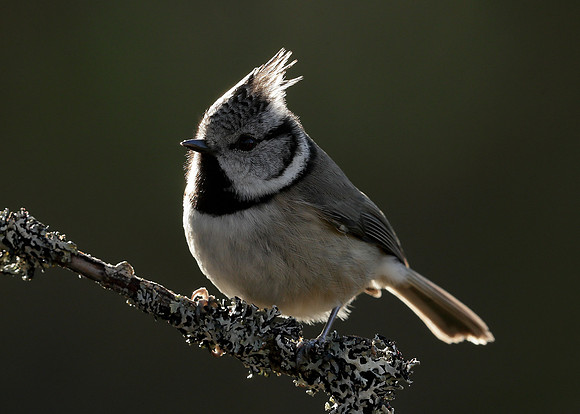 Crested Tit Lophophanes cristatus