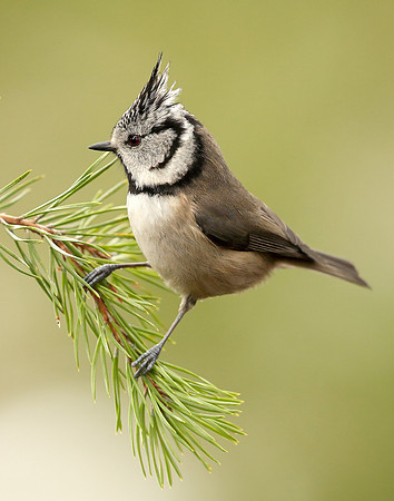 Crested Tit Lophophanes cristatus