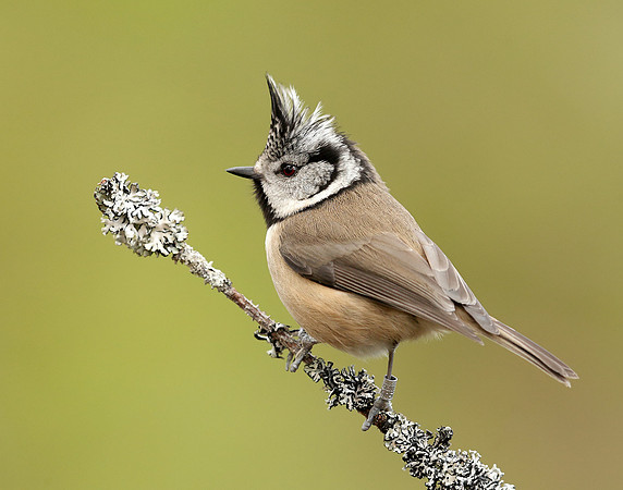 Crested Tit Lophophanes cristatus