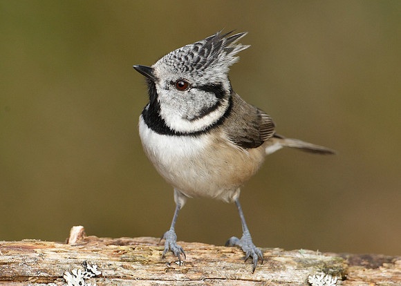 Crested Tit Lophophanes cristatus
