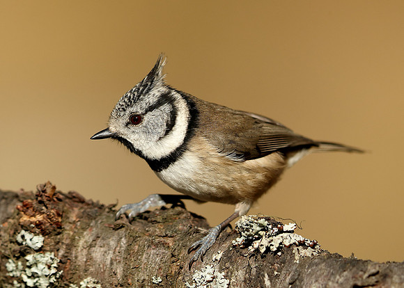 Crested Tit Lophophanes cristatus