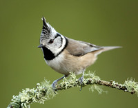 Crested Tit Lophophanes cristatus