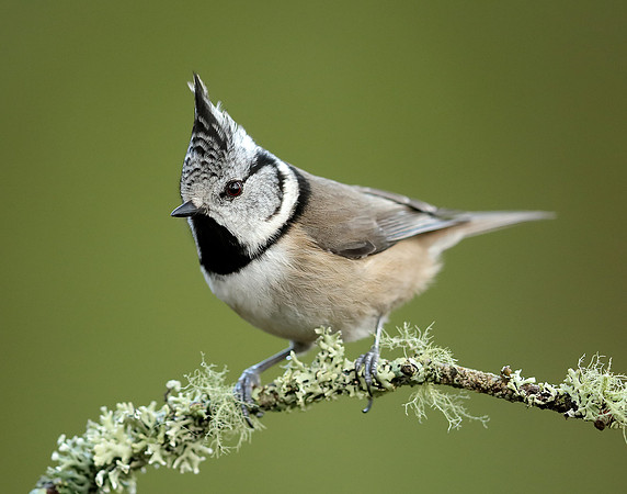 Crested Tit Lophophanes cristatus