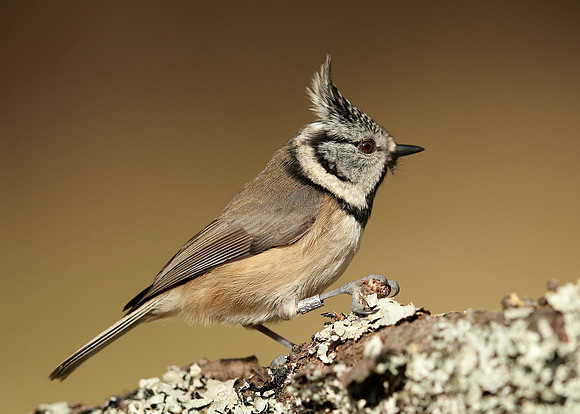 Crested Tit Lophophanes cristatus