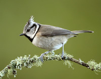 Crested Tit Lophophanes cristatus