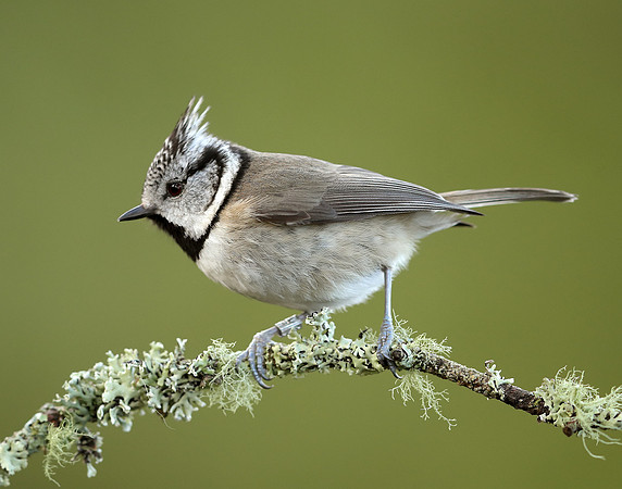 Crested Tit Lophophanes cristatus