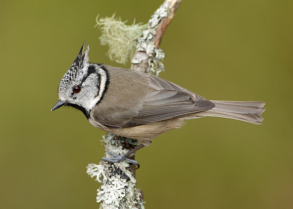 Crested Tit Lophophanes cristatus